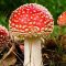 L’Amanita muscaria est un champignon basidiomycète toxique et psychoactif